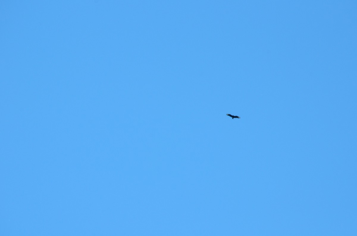 Black Vulture - ML644944818