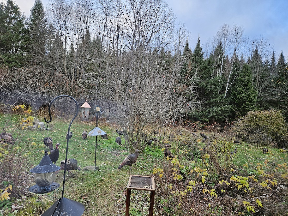 Wild Turkey - ML644944835