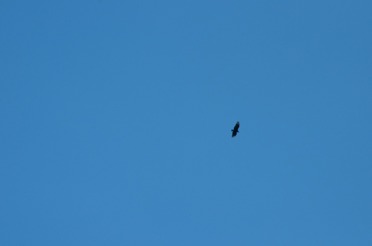 Black Vulture - ML644944837