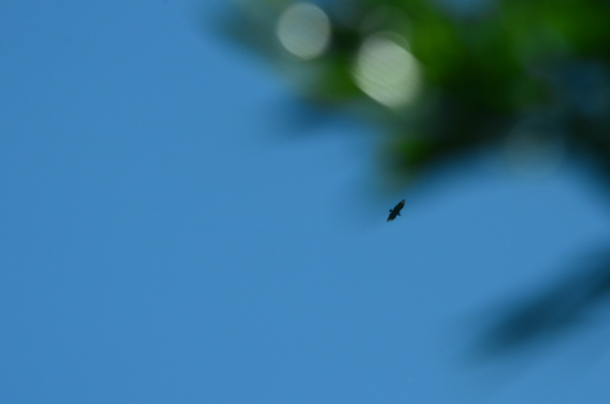 Black Vulture - ML644944838