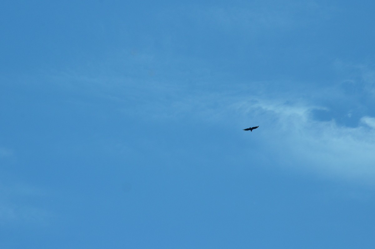 Black Vulture - ML644944839