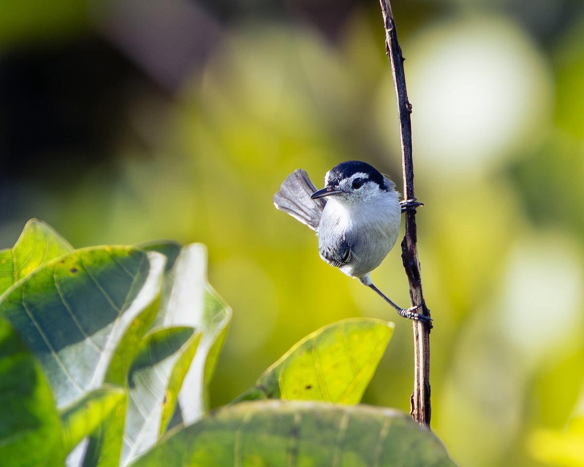 White-browed Gnatcatcher - ML644944878