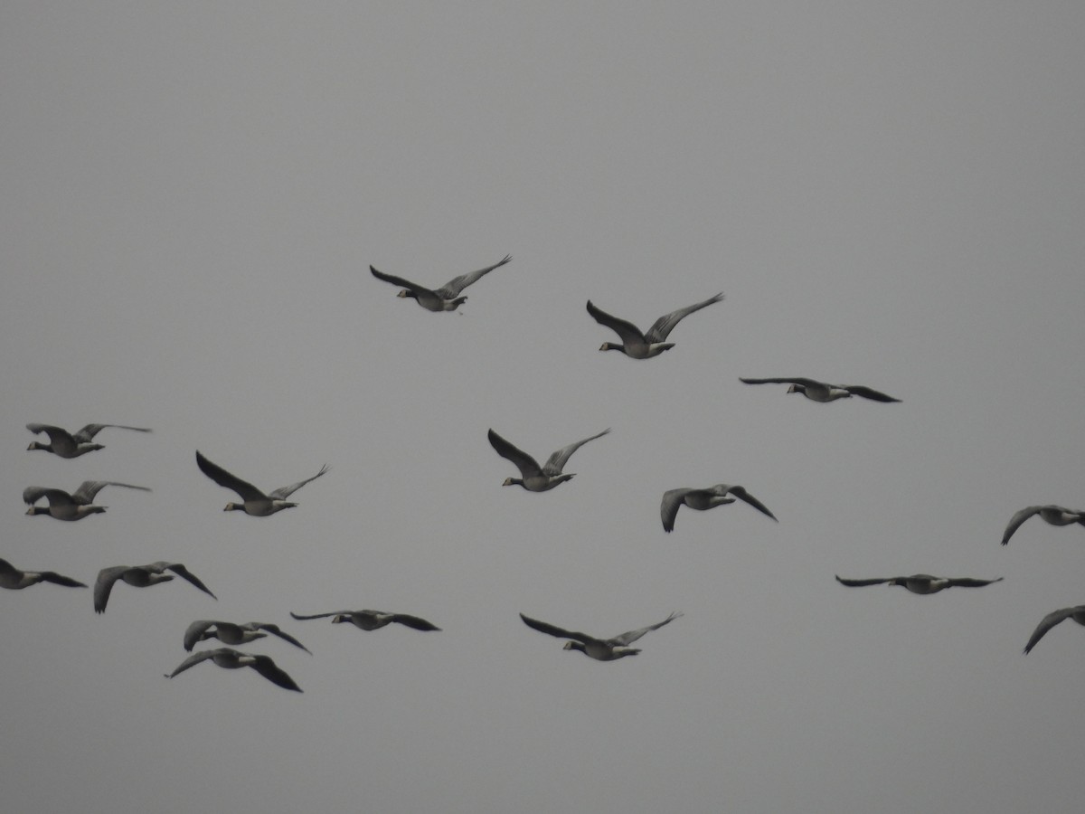 Barnacle Goose - ML644944883