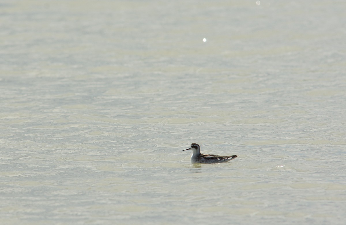 Mendebal-txori mokomehea - ML644944894