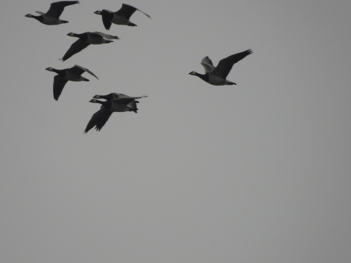 Barnacle Goose - ML644944895