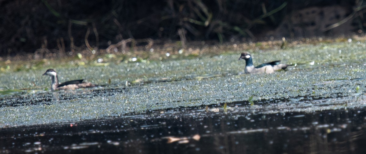 アオマメガン - ML644944907