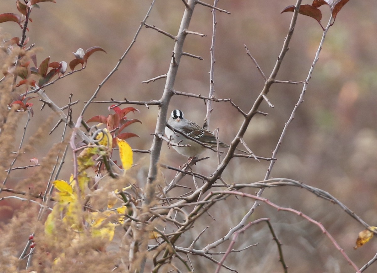 White-crowned Sparrow - ML644944909