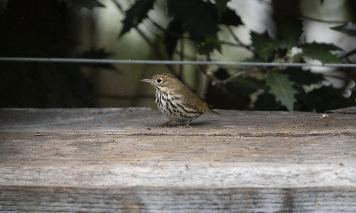 Ovenbird - ML644944926