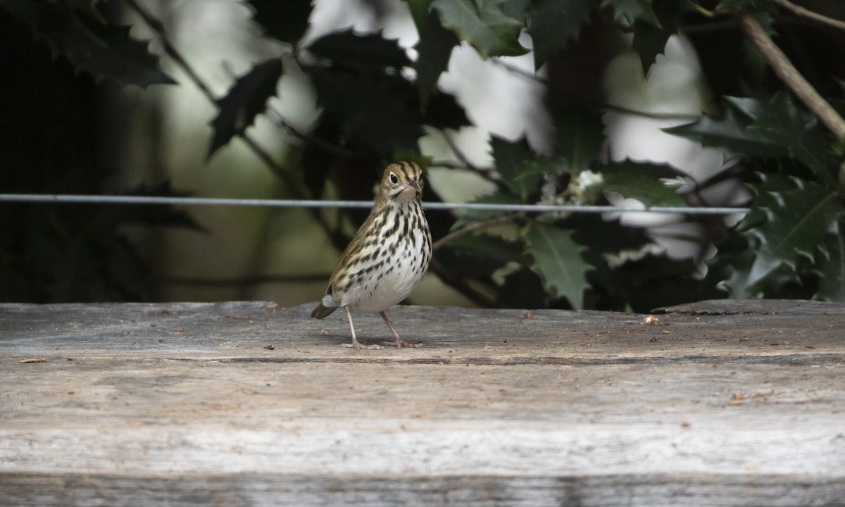 Ovenbird - ML644944928