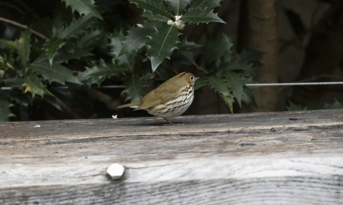 Ovenbird - ML644944929