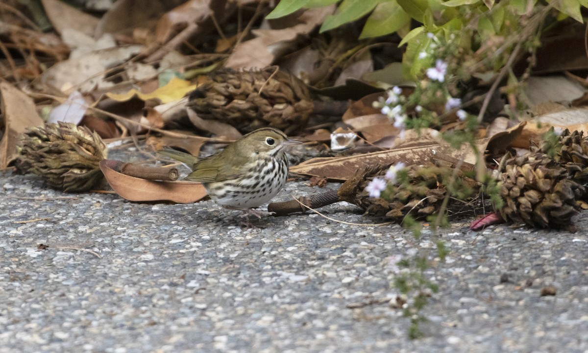 Ovenbird - ML644944930