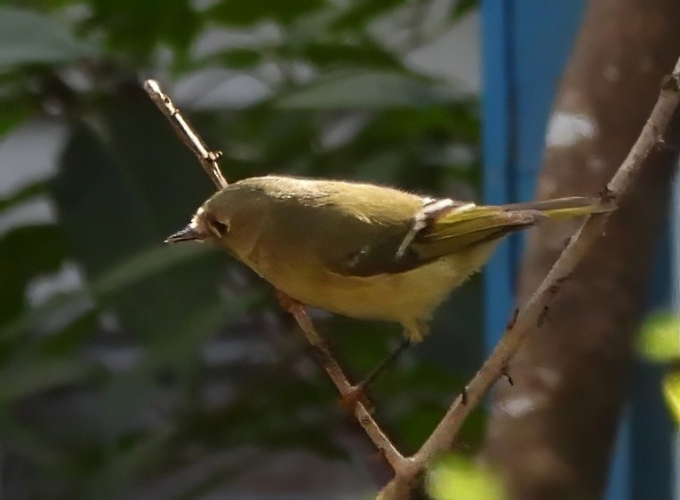 Ruby-crowned Kinglet - ML644944936