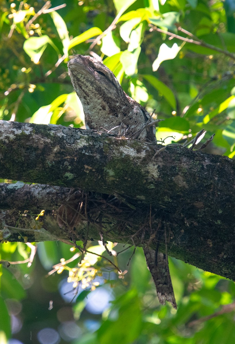 kjempefroskemunn - ML644944943