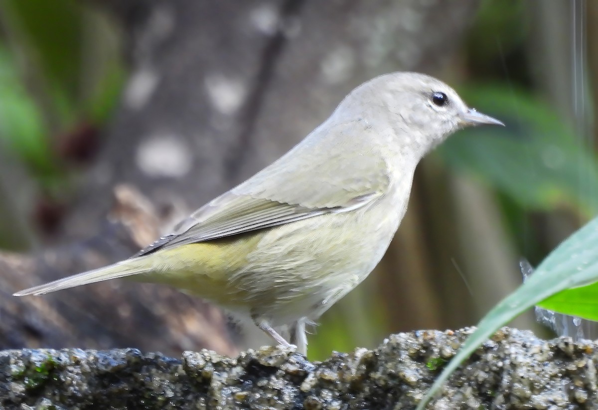 Orange-crowned Warbler - ML644944965
