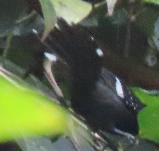 Dot-winged Antwren - ML644944982