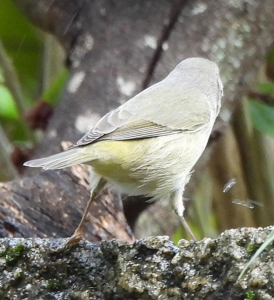 Orange-crowned Warbler - ML644944994
