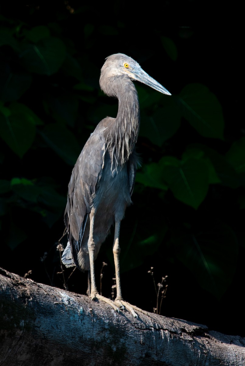 スマトラサギ - ML644945004