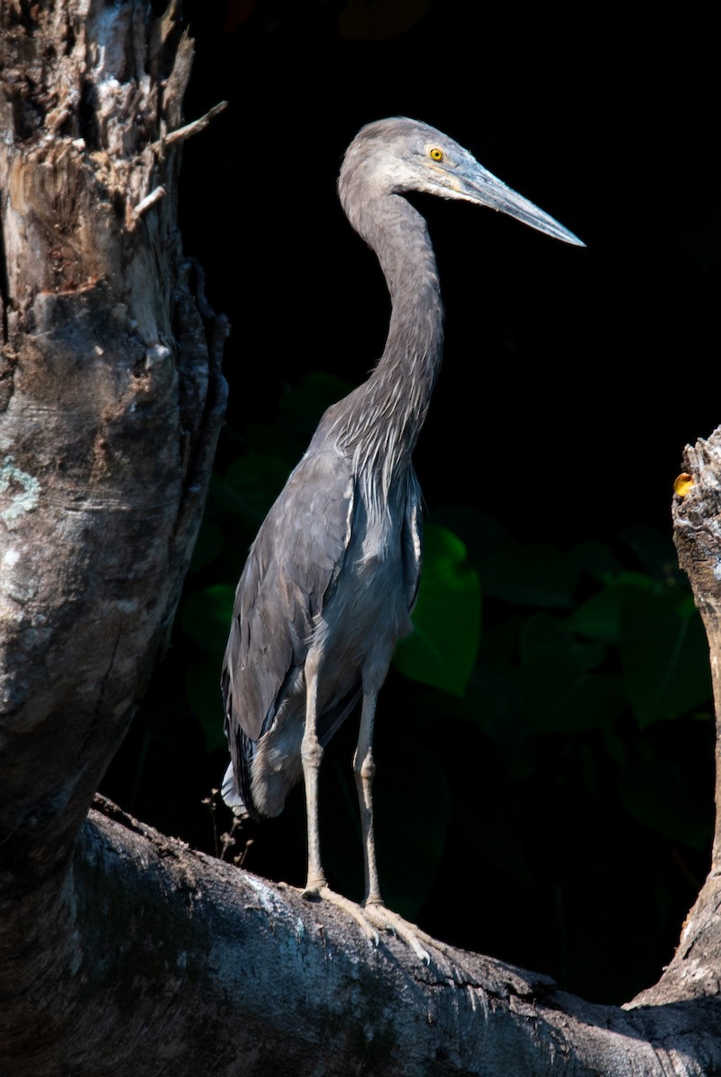 スマトラサギ - ML644945005