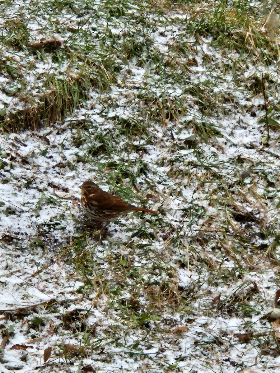 Fox Sparrow - ML644945010