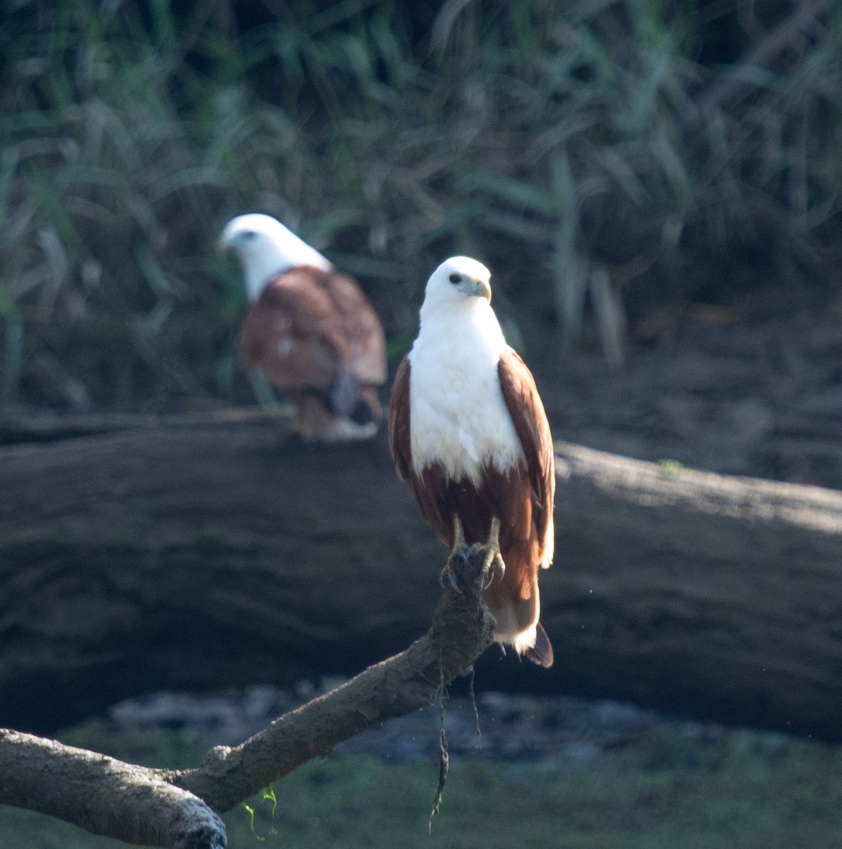 シロガシラトビ - ML644945015