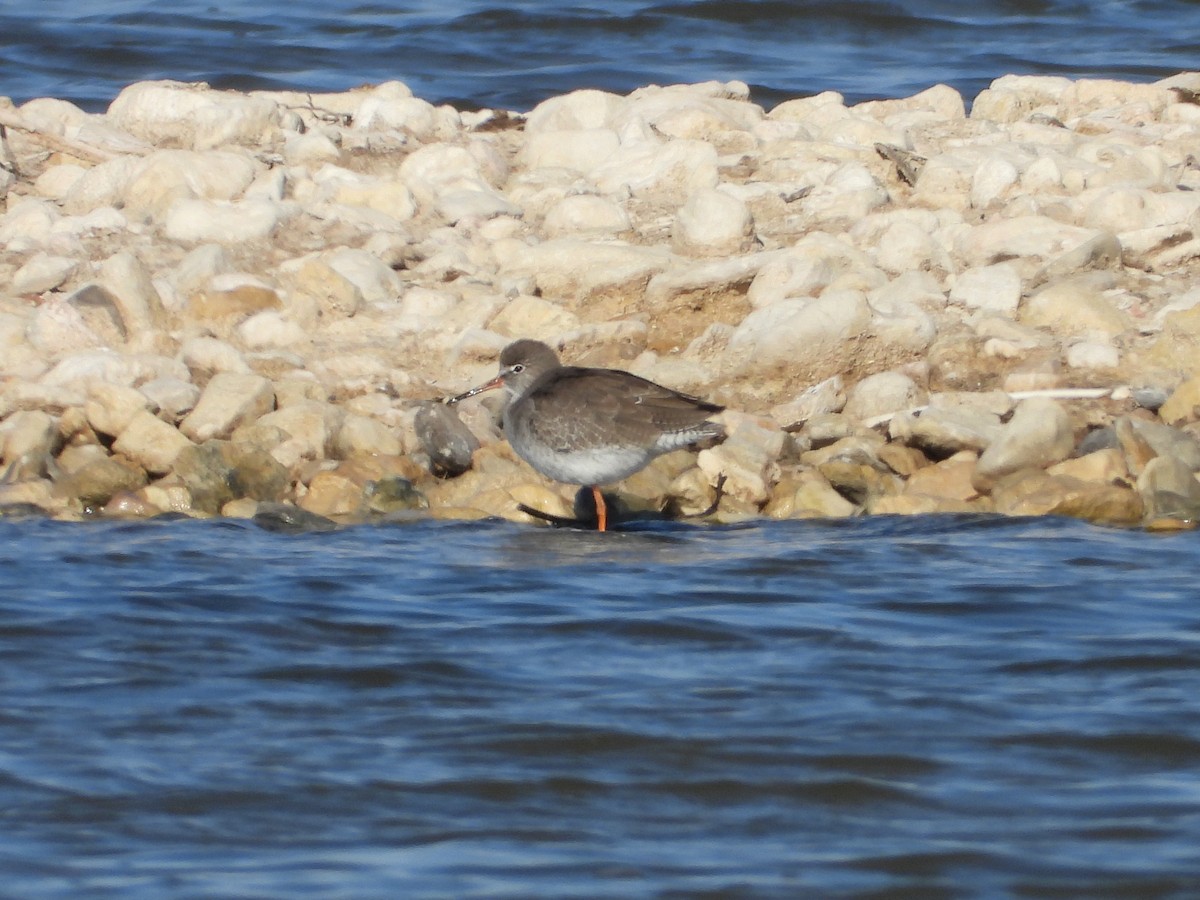 Bernagorri arrunta - ML644945031