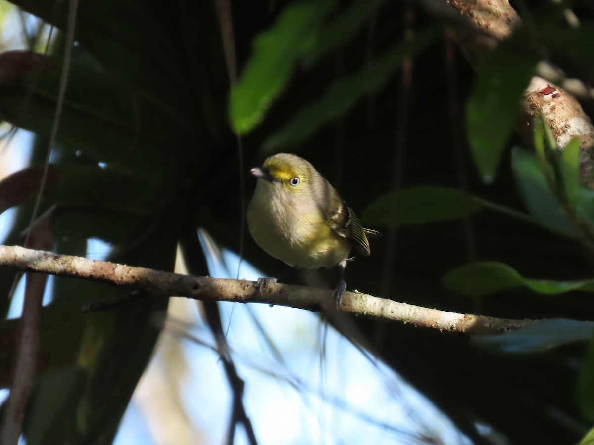 Bireo begizuria - ML644945032