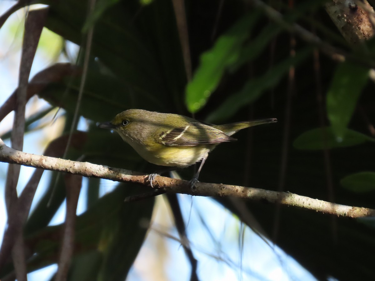 Bireo begizuria - ML644945033