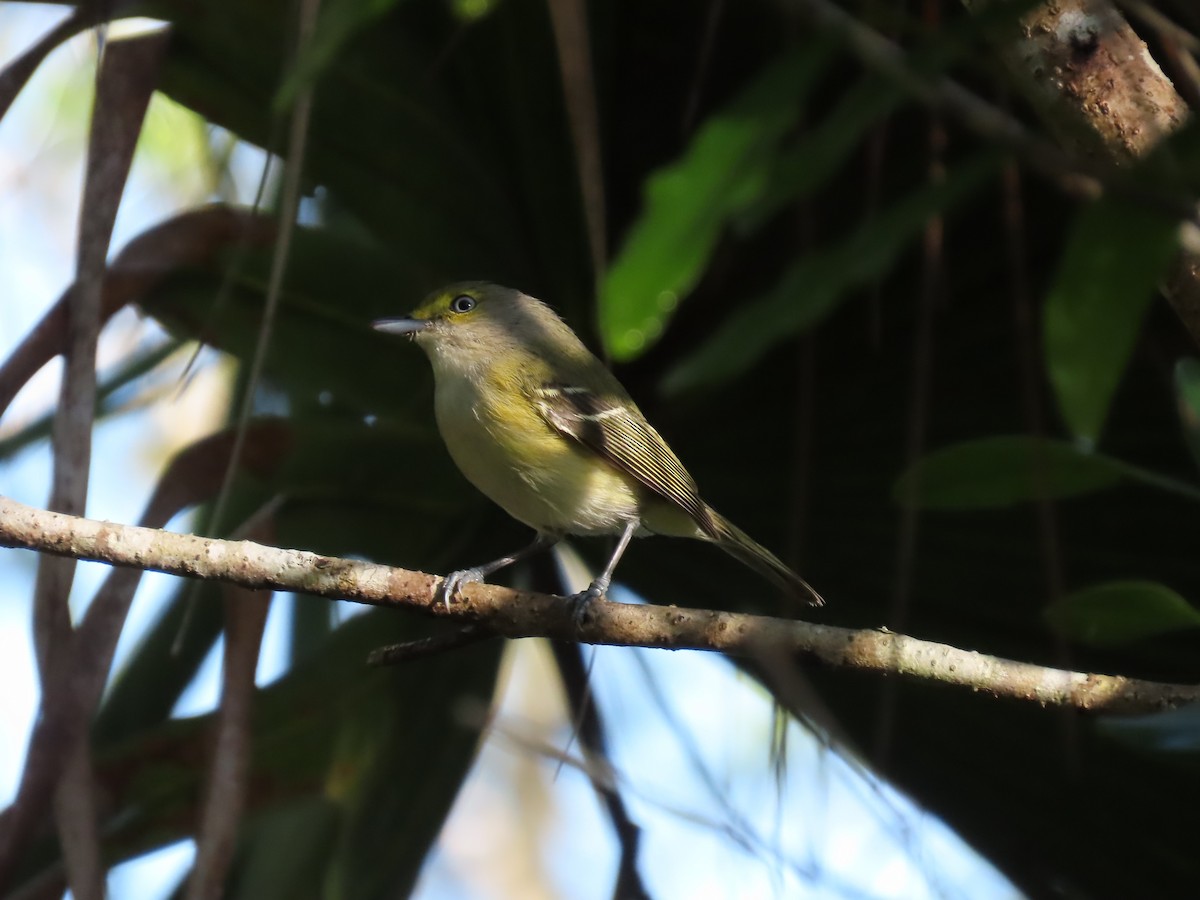 Bireo begizuria - ML644945034