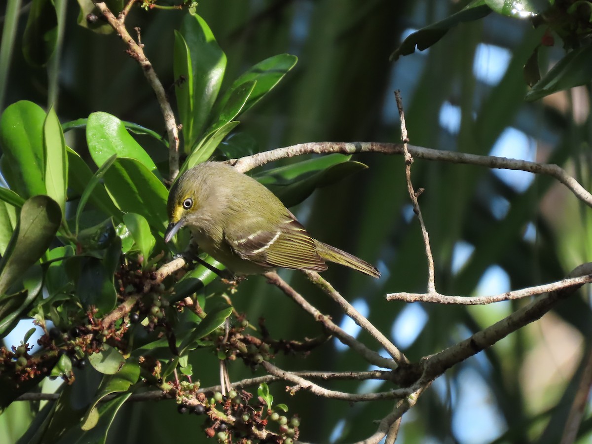 Bireo begizuria - ML644945035