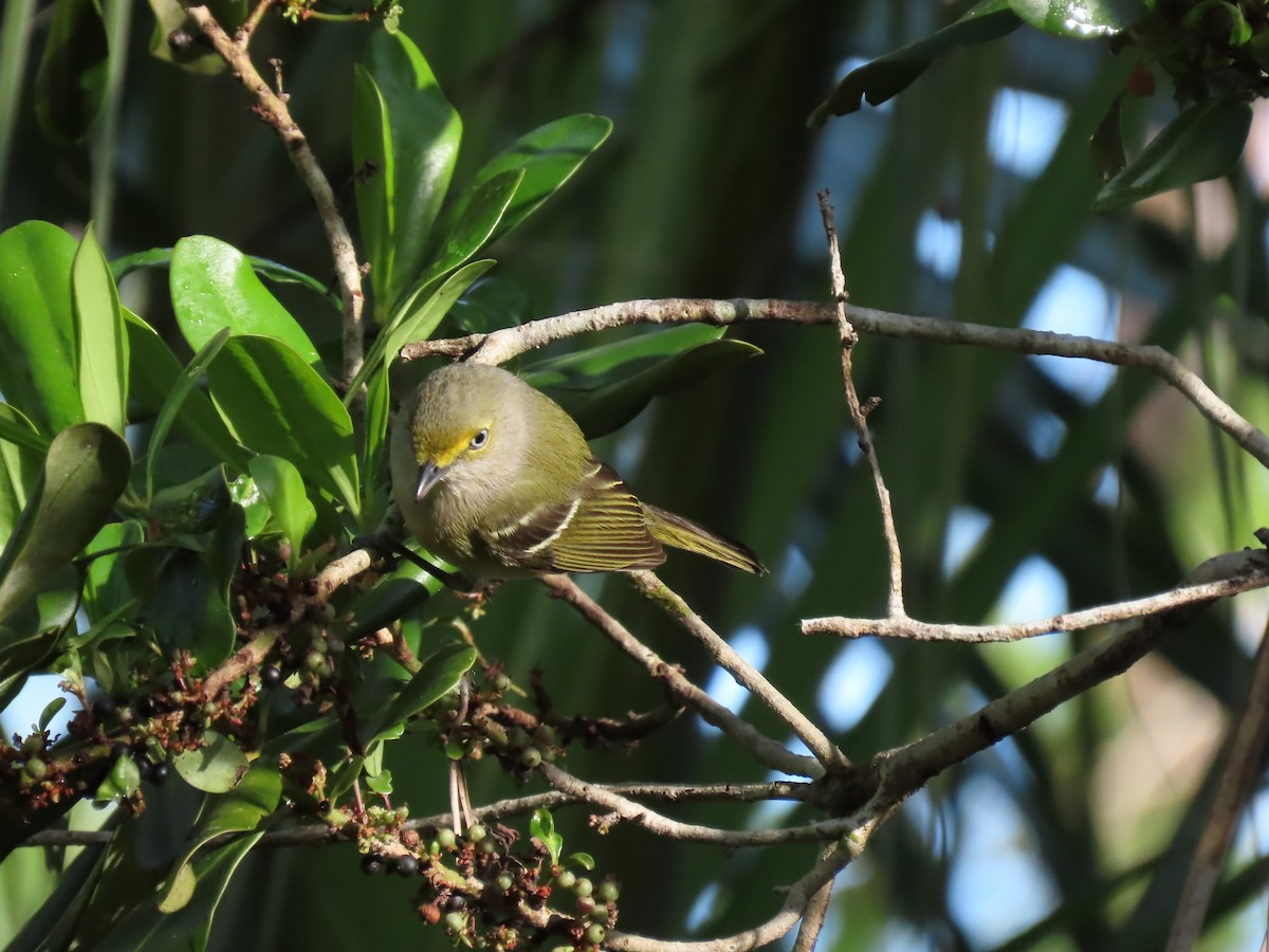 Bireo begizuria - ML644945036