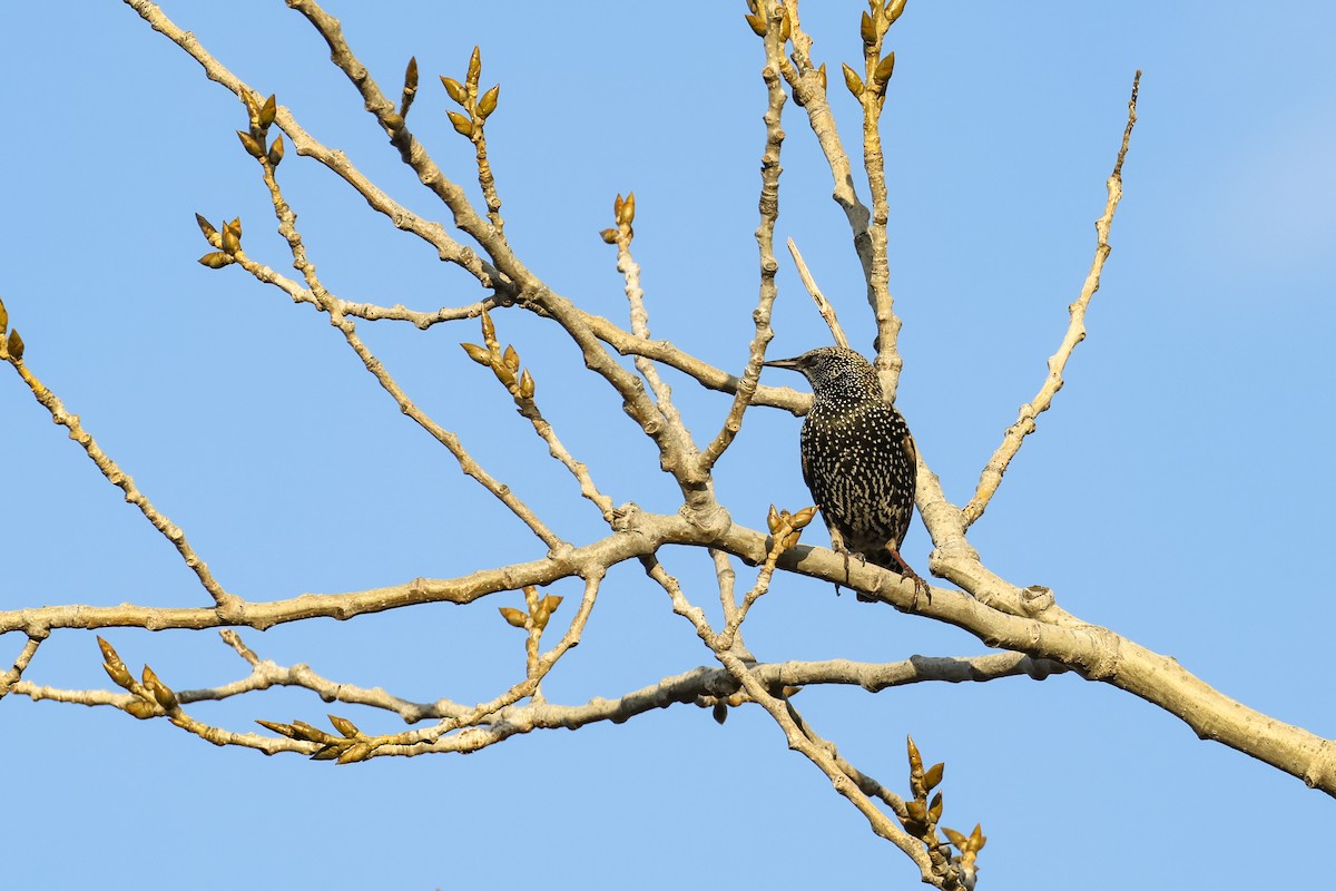 Arabazozo pikarta - ML644945038