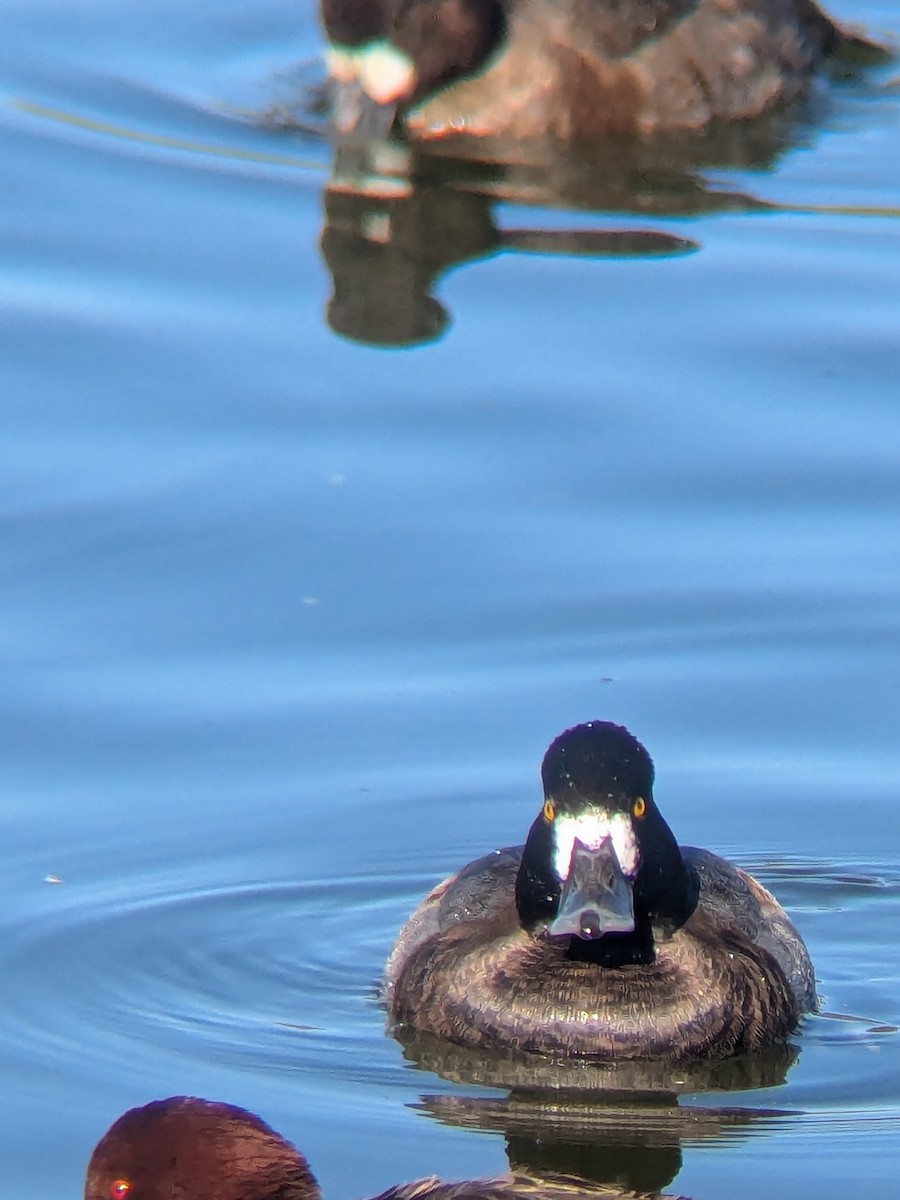 Murgilari txikia - ML644945039