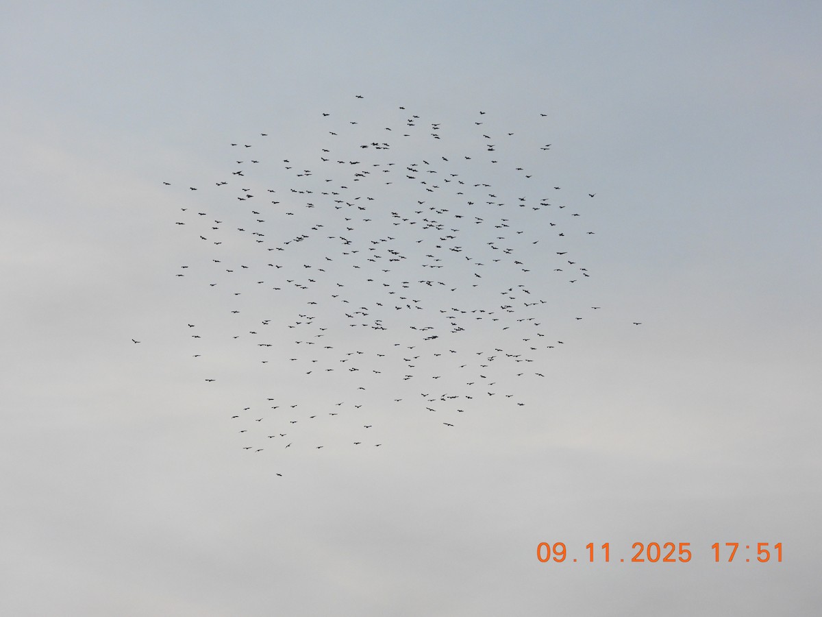 Pagausoa - ML644945040