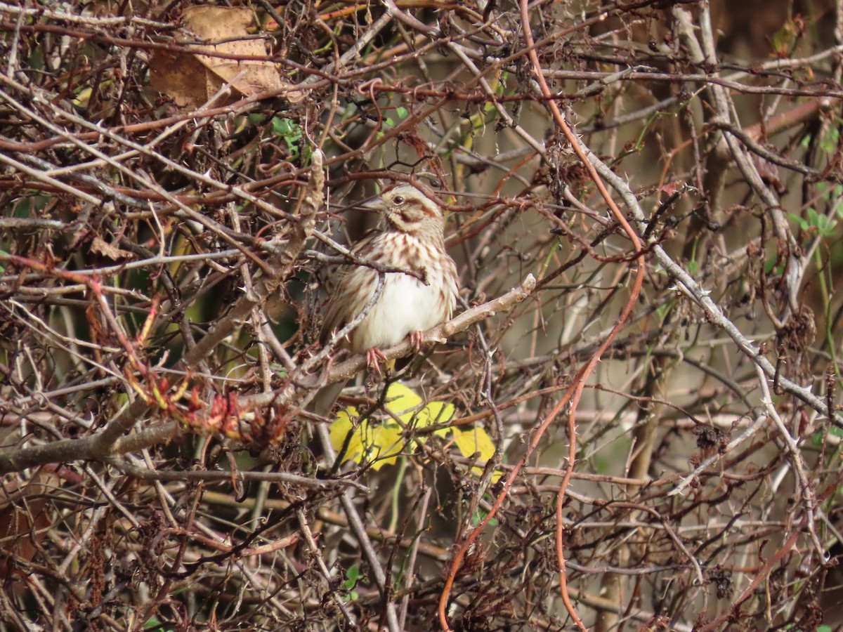 Song Sparrow - ML644945043