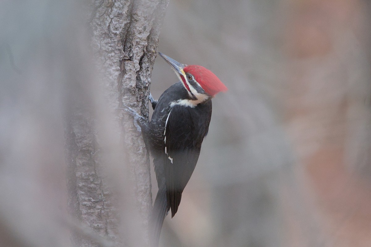 Pileated Woodpecker - ML644945044