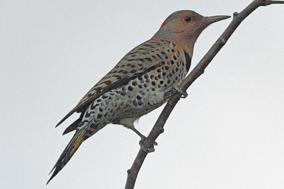 Northern Flicker - ML644945046
