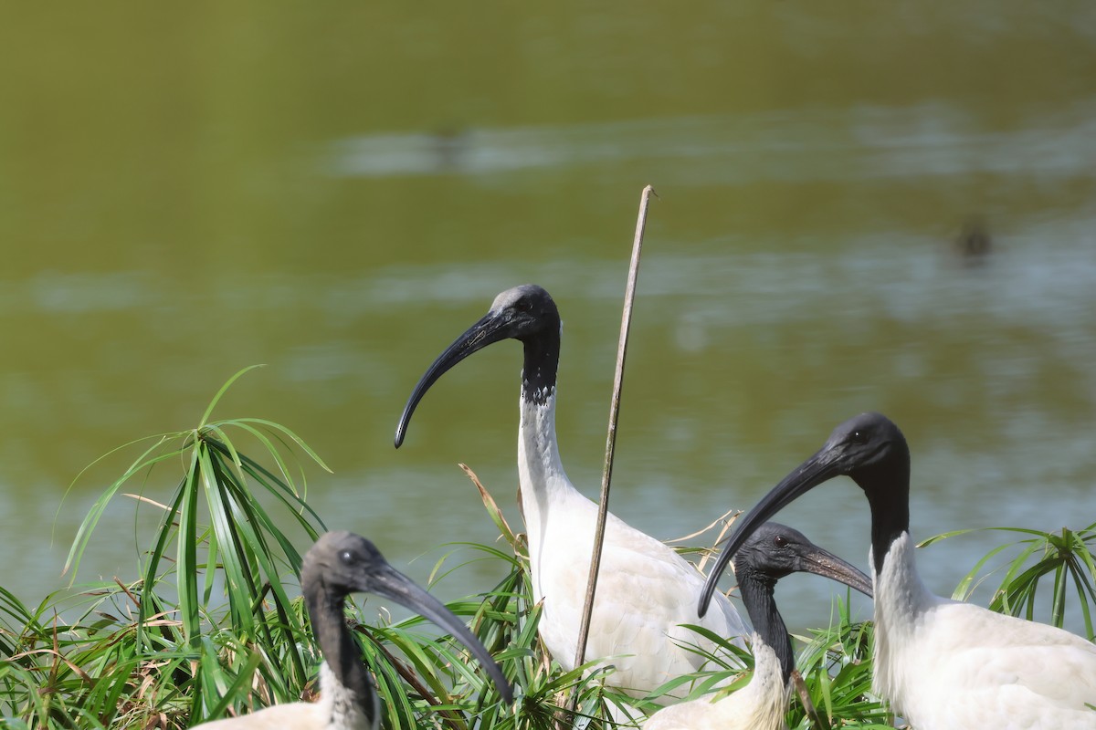 Australian Ibis - ML644945047