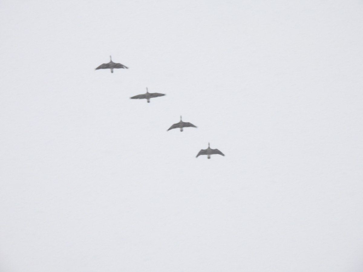 Branta kanadar handia - ML644945049