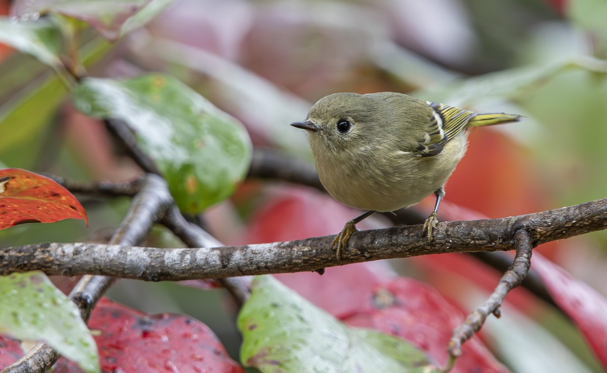 Erregetxo mottogorria - ML644945050