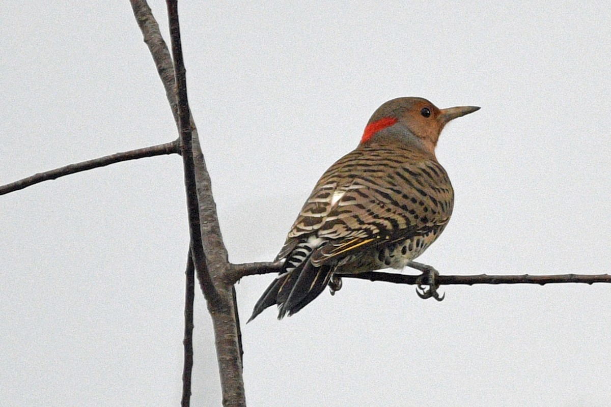 Northern Flicker - ML644945053