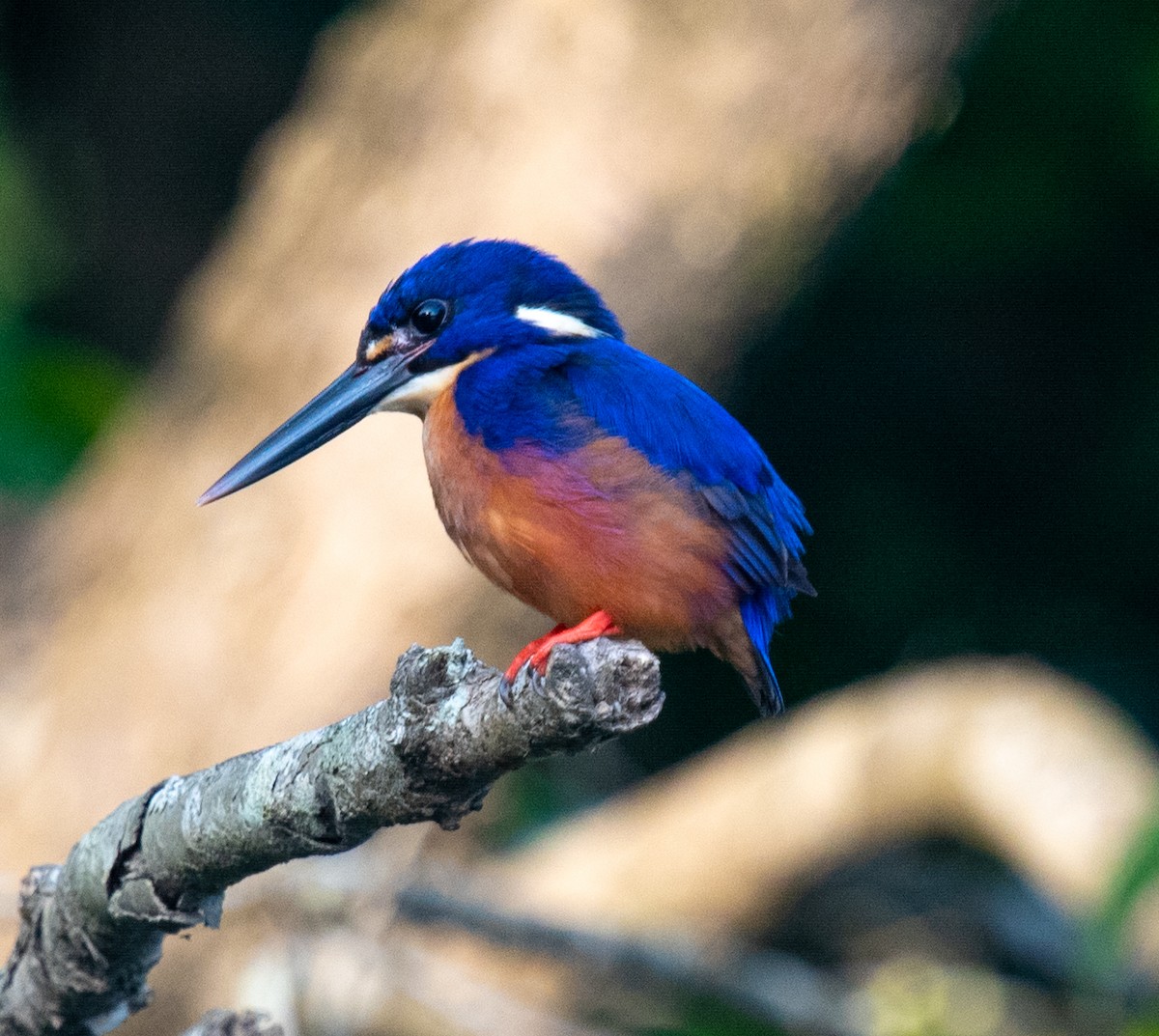 Azure Kingfisher - ML644945054