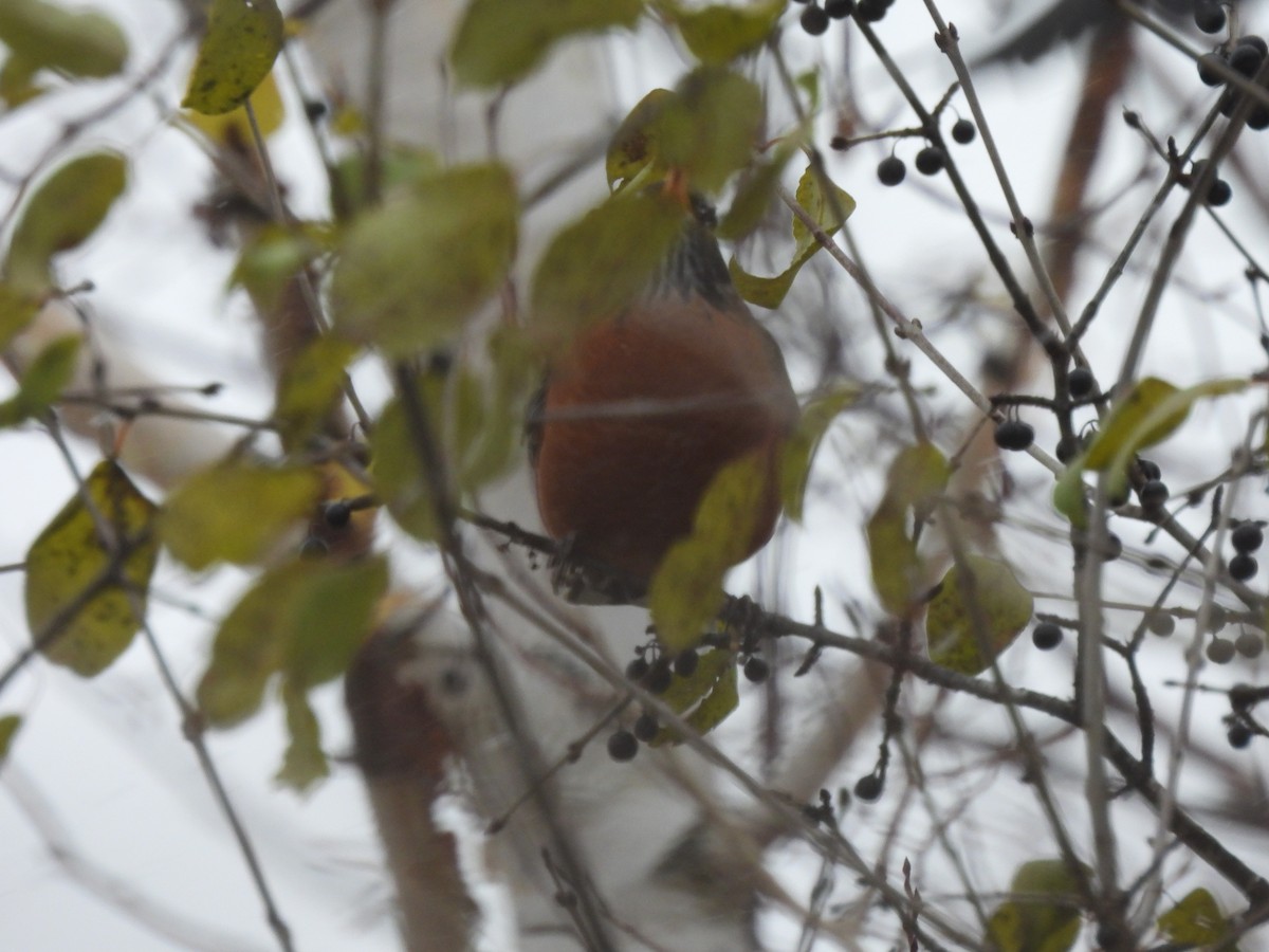 Zozo papargorria - ML644945057