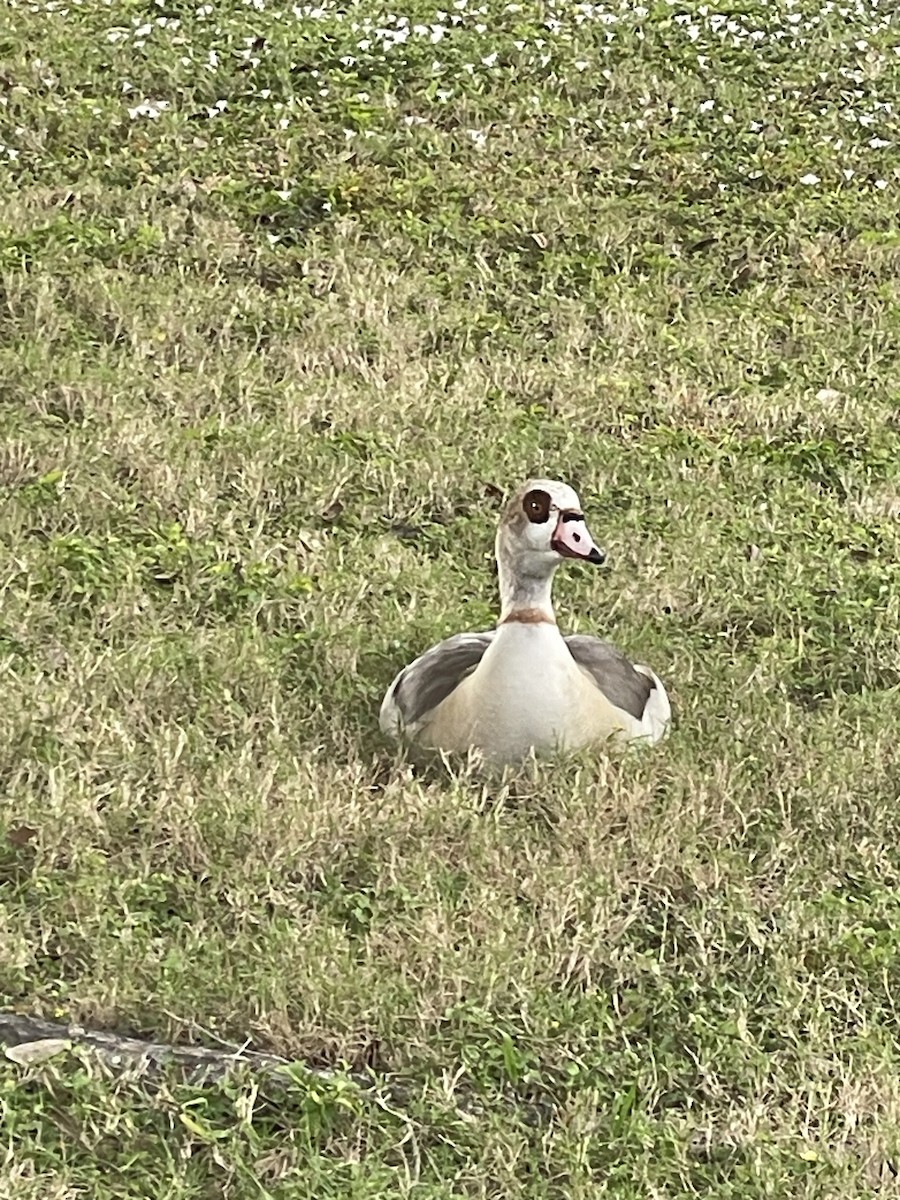 Antzara egiptoarra - ML644945063