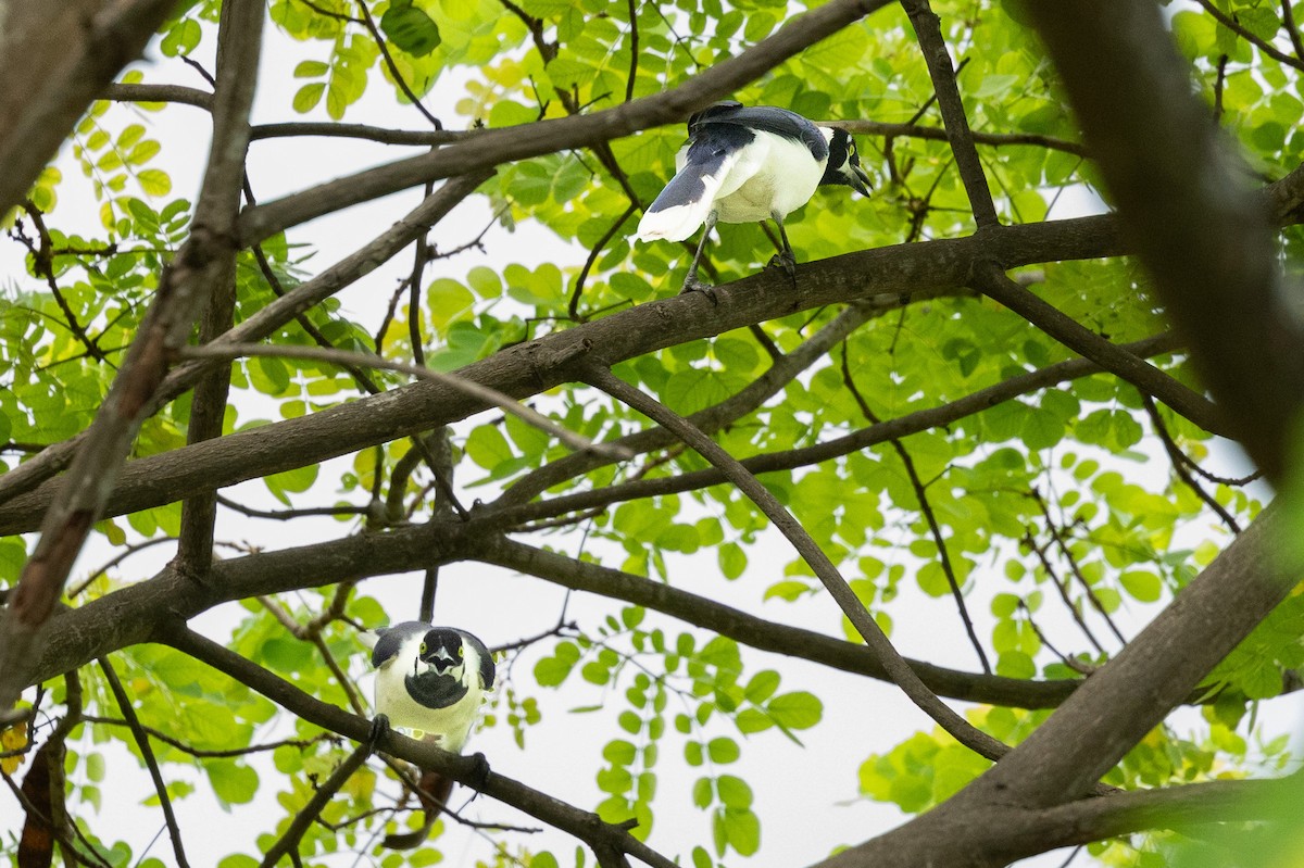White-tailed Jay - ML644945065