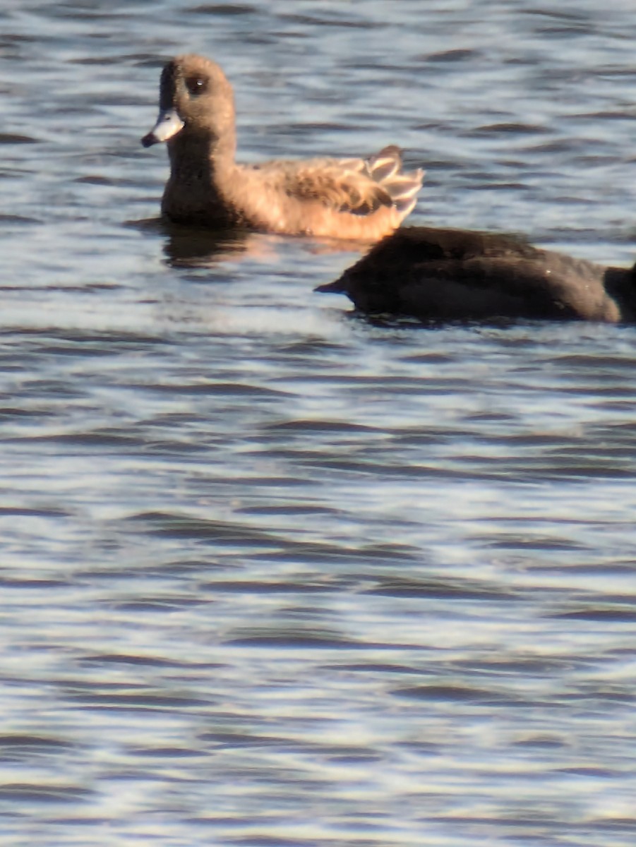 Ahate txistulari amerikarra - ML644945067