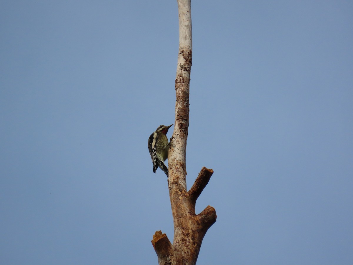 Yellow-bellied Sapsucker - ML644945068