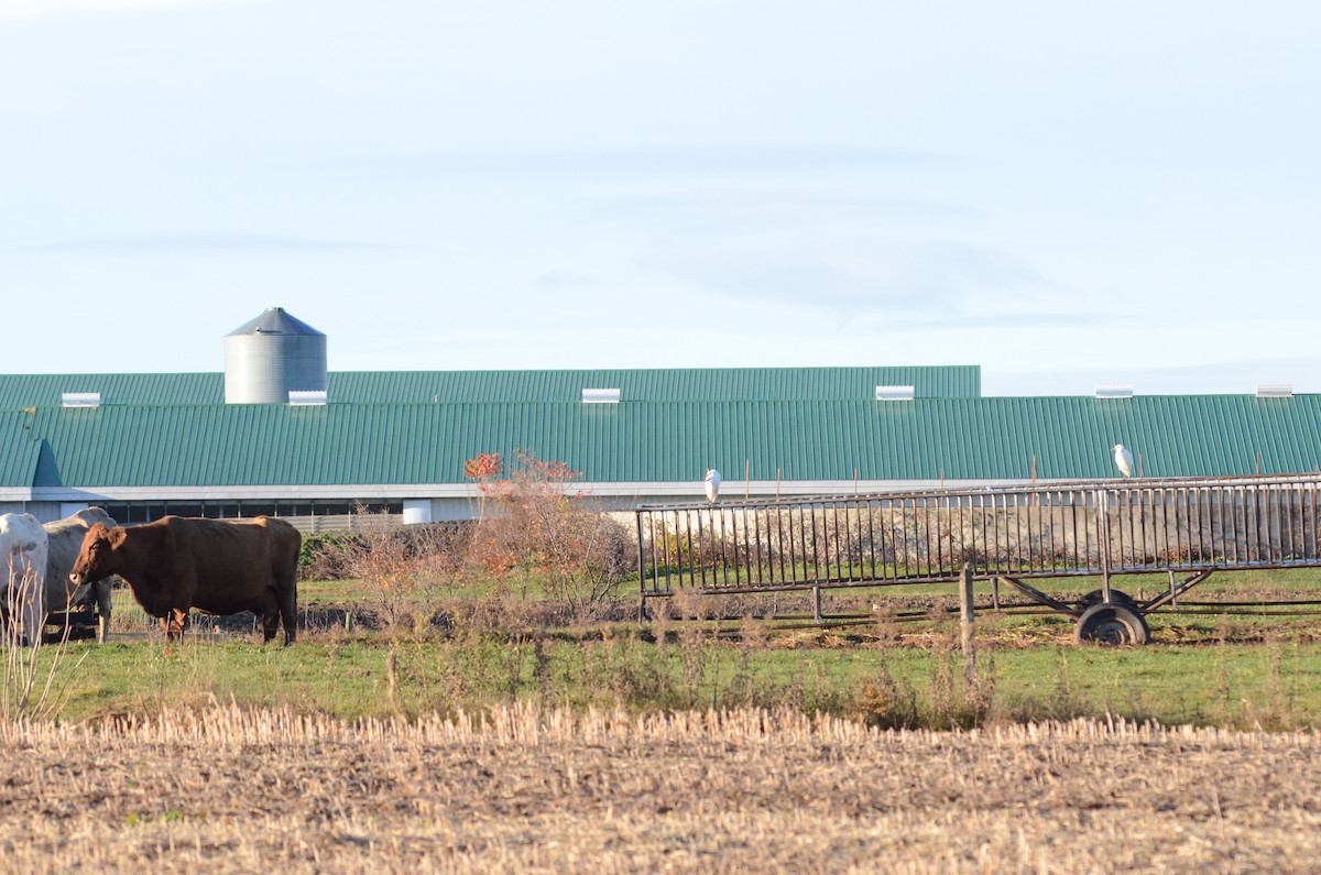 Koartzatxo itzaina - ML644945069