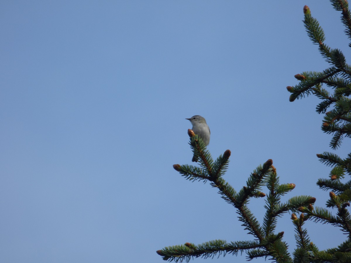 Western Warbling Vireo - ML644945070