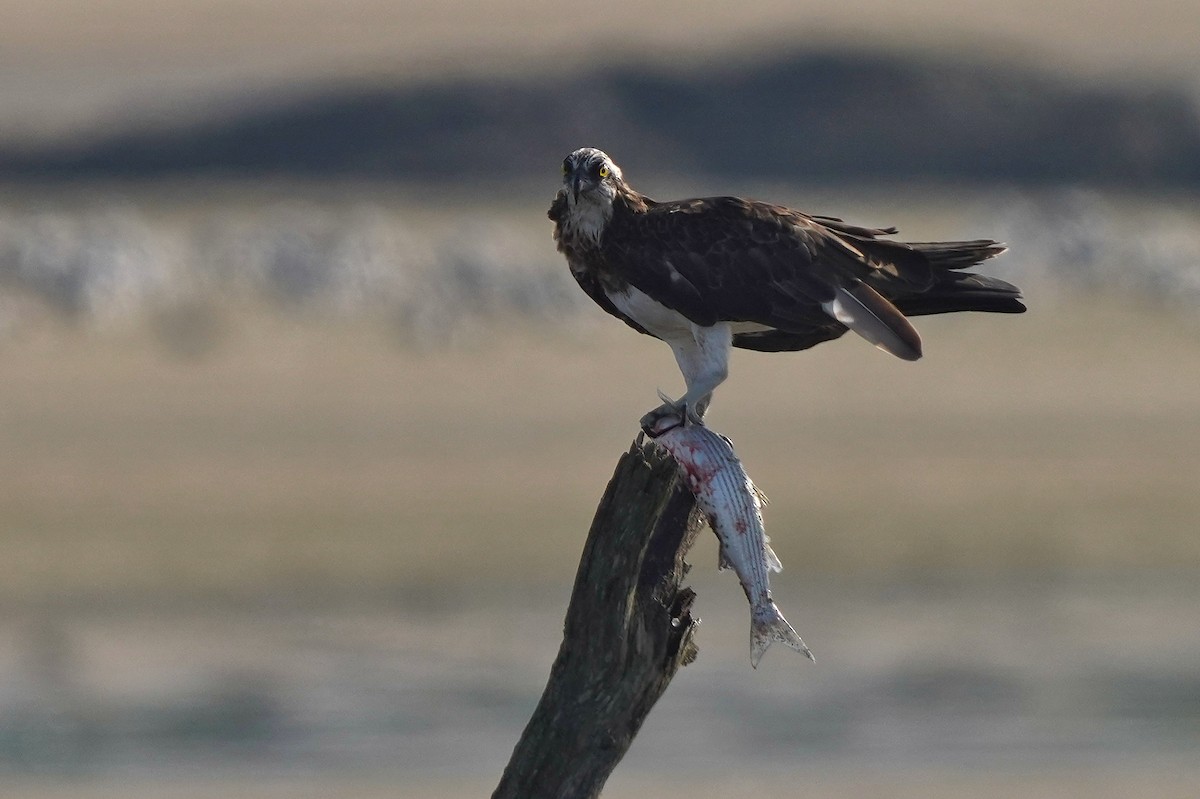 Arrano arrantzalea - ML644945071