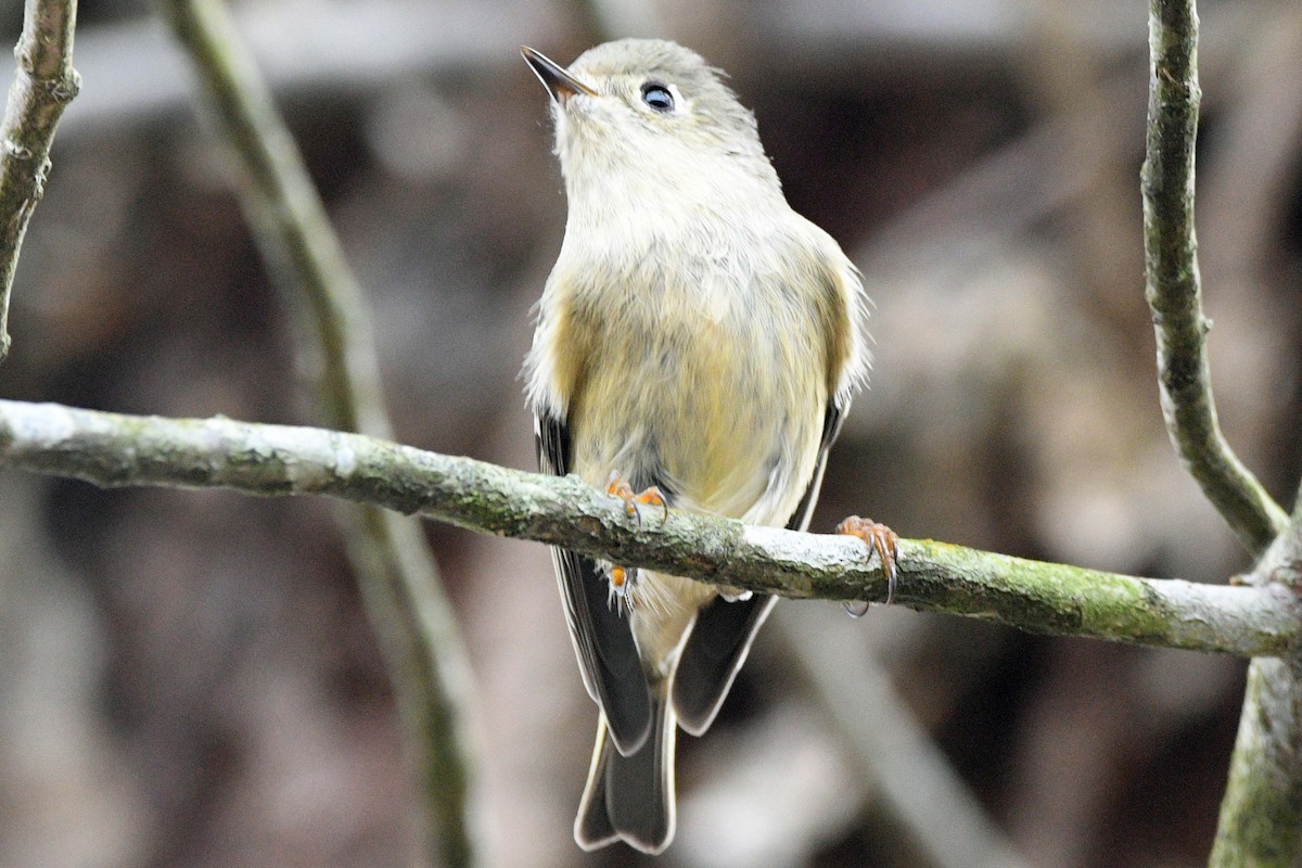 Erregetxo mottogorria - ML644945072